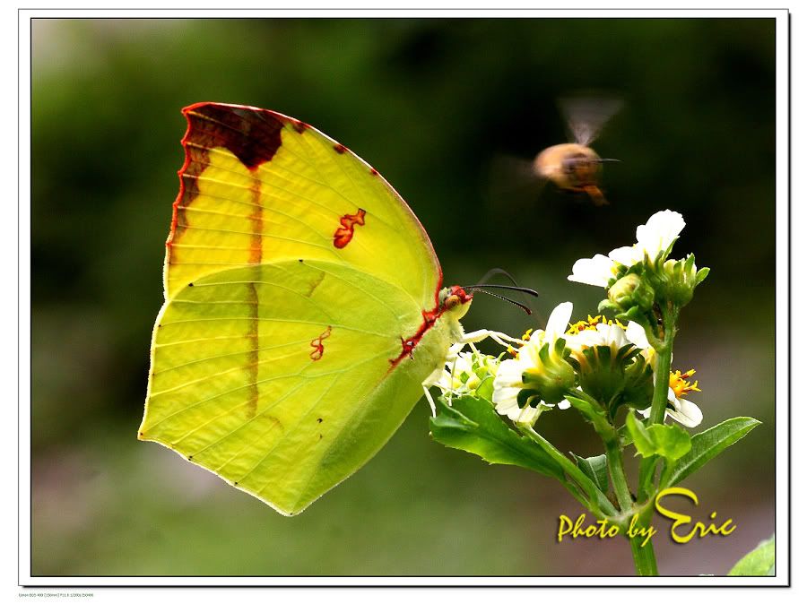 http://i1090.photobucket.com/albums/i362/ericleungg9999/butterfly/_09804.jpg