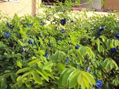 Blue Pea Flower/ Bunga Telang