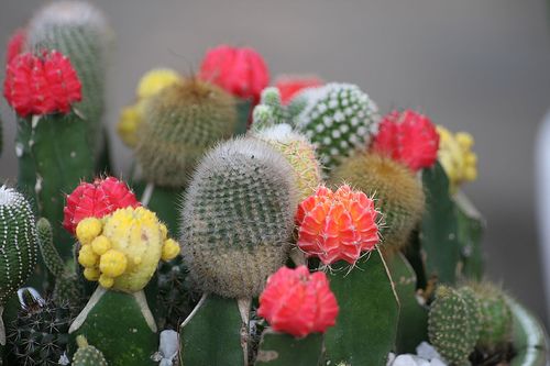 http://i1090.photobucket.com/albums/i367/nhica33/xuongrong201.jpg http://i1090.photobucket.com/albums/i367/nhica33/xuongrong201.jpg