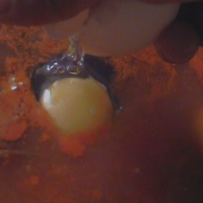 huevos escalfados en salsa de tomate