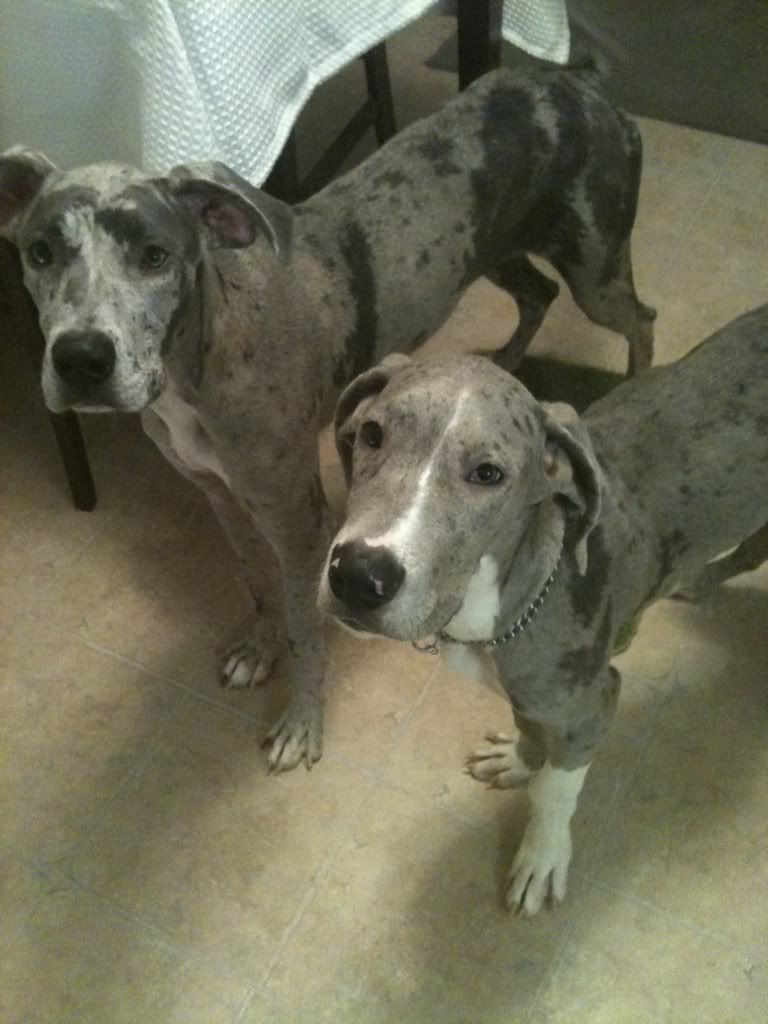 fawn great dane breeders