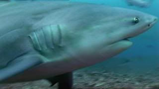 PDVD 010 41 - Sharks Tiburones [Discovery Channel] (2010) [2 DVD5]
