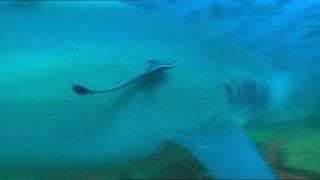 PDVD 011 32 - Sharks Tiburones [Discovery Channel] (2010) [2 DVD5]