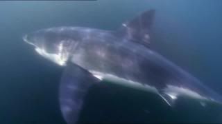PDVD 012 32 - Sharks Tiburones [Discovery Channel] (2010) [2 DVD5]