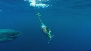 PDVD 014 17 - Sharks Tiburones [Discovery Channel] (2010) [2 DVD5]