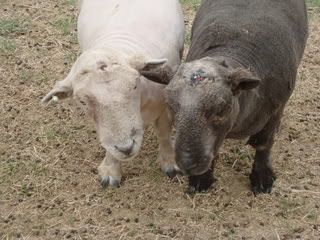 He started it!! - Sheep