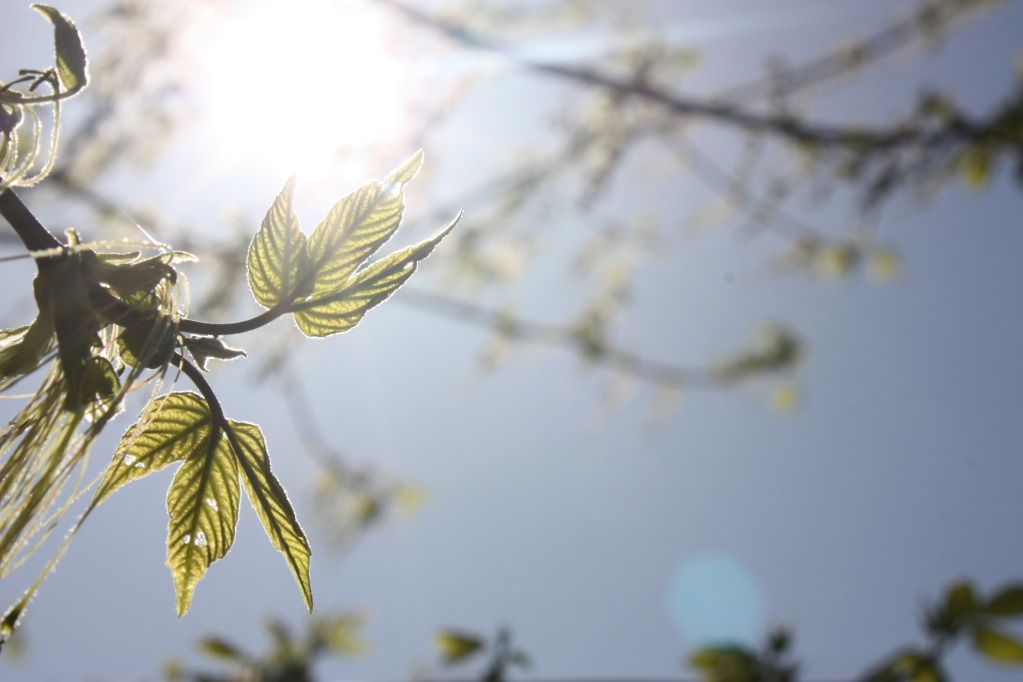 leaf