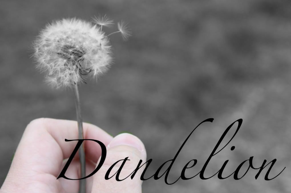 Dandelion image