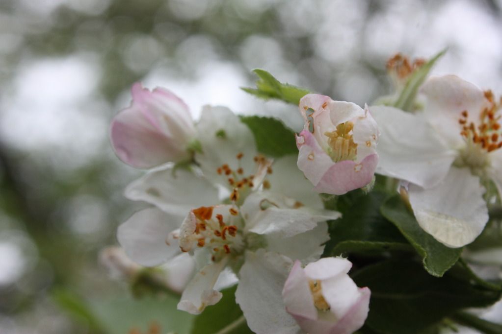 Flowers8