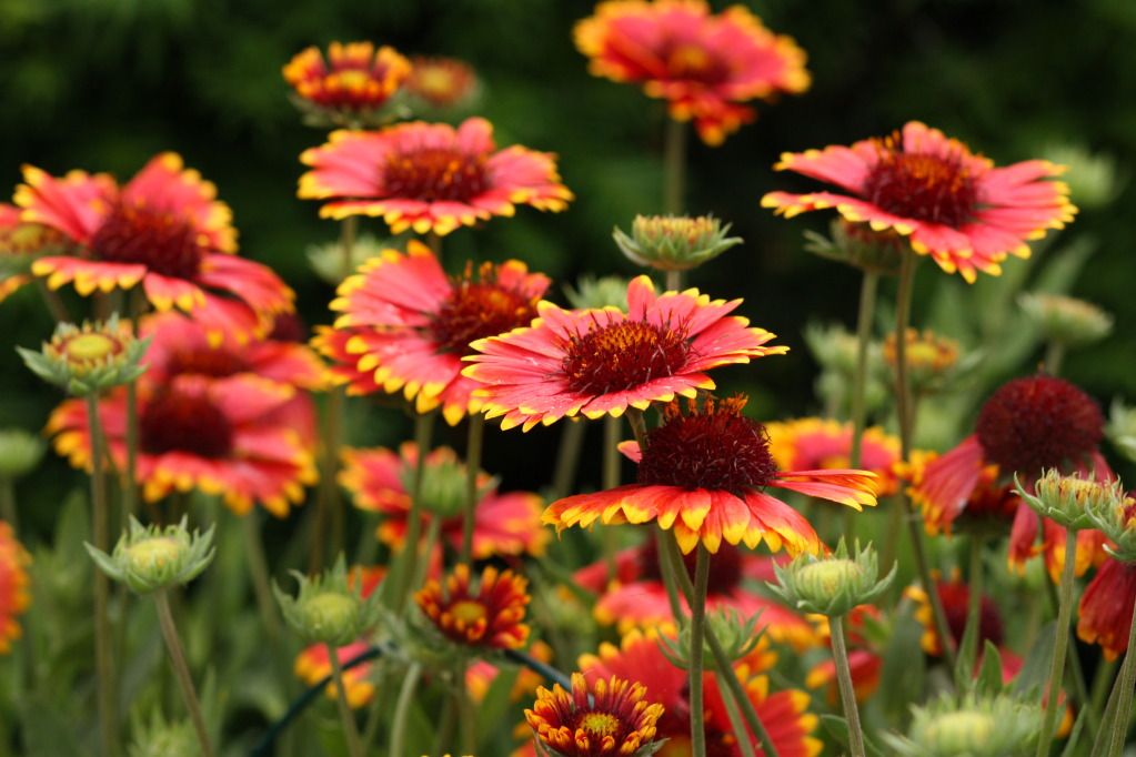 Flowers2