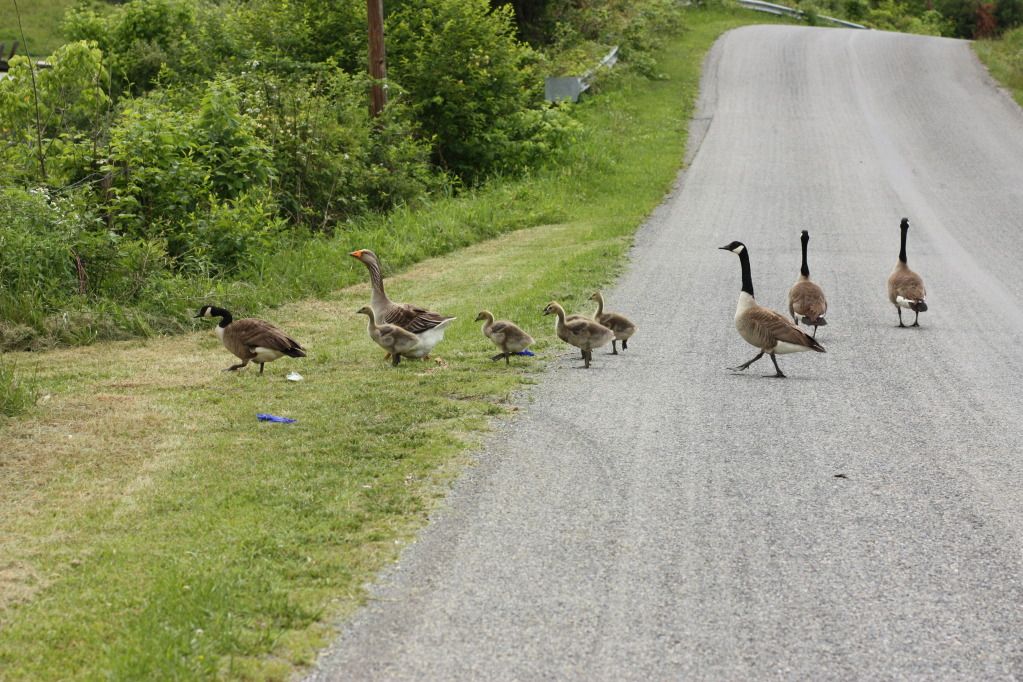 geese