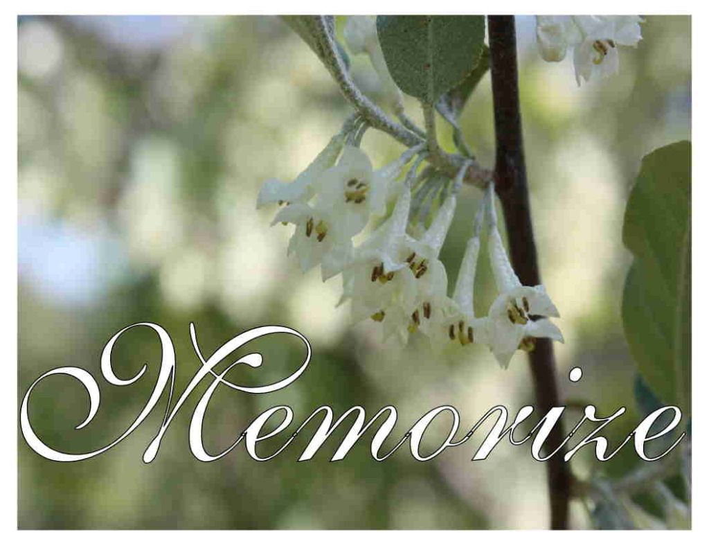 Memorize