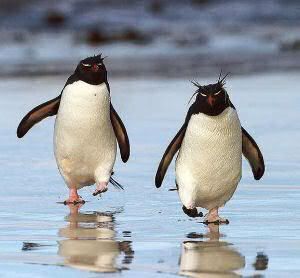 Rockhopper-penguins.jpg
