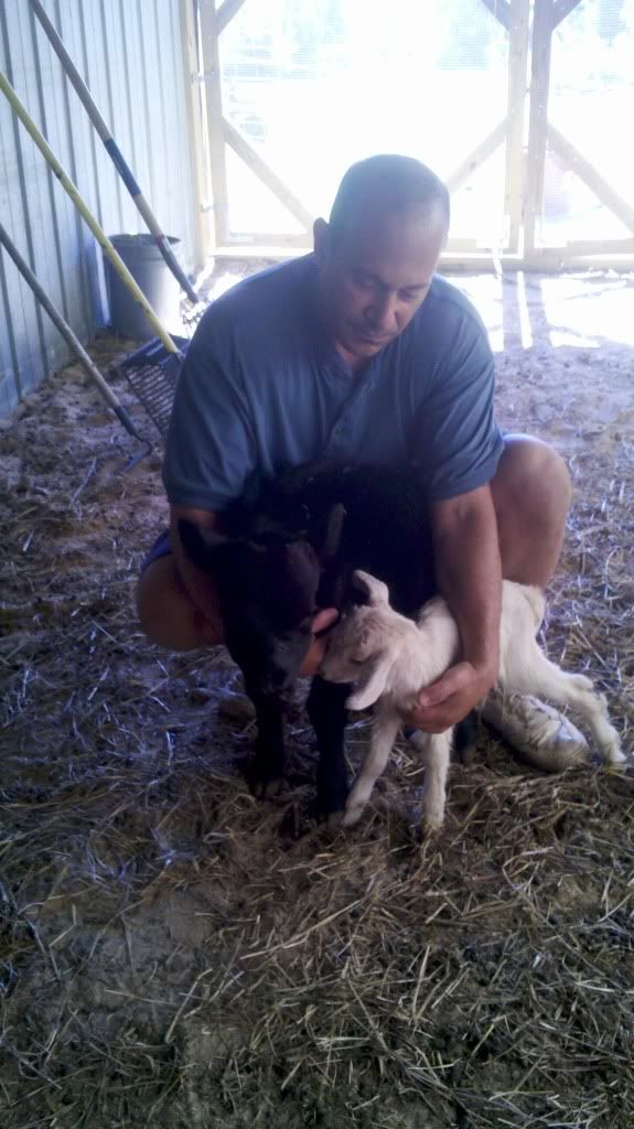 Educate me please - Cattle