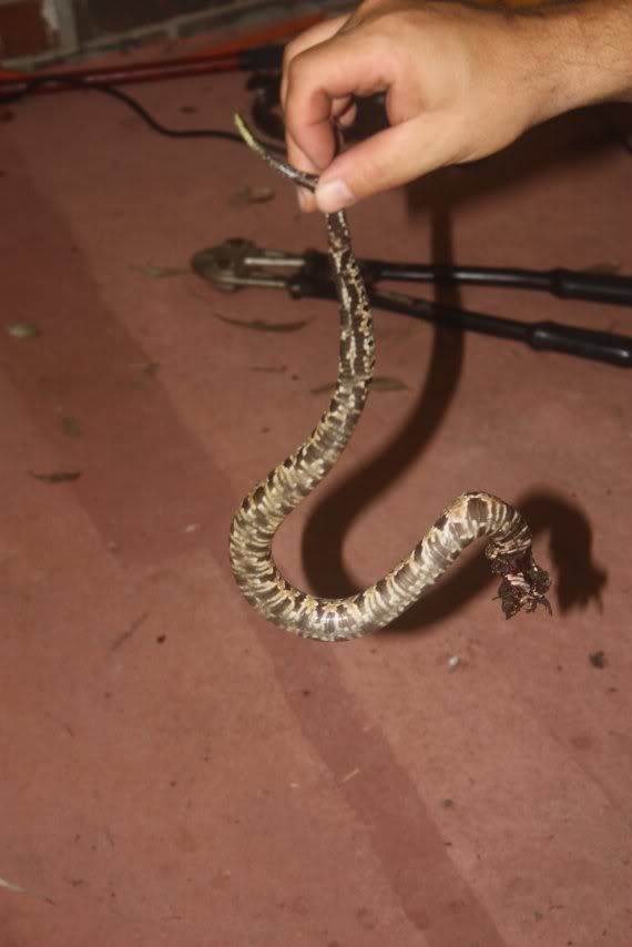 What kind of snake is this?  (Pics) - Homesteading Questions