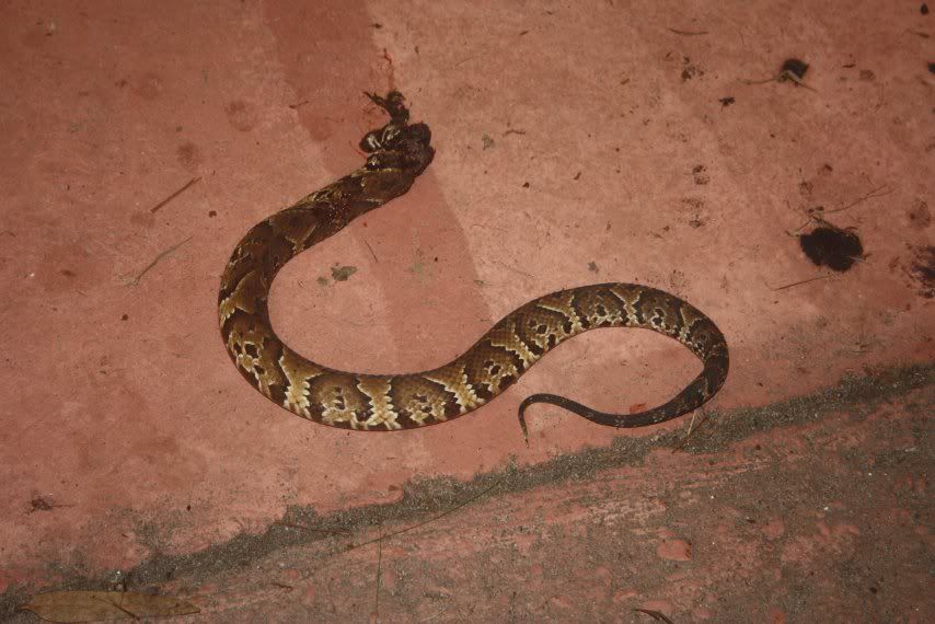 What kind of snake is this?  (Pics) - Homesteading Questions