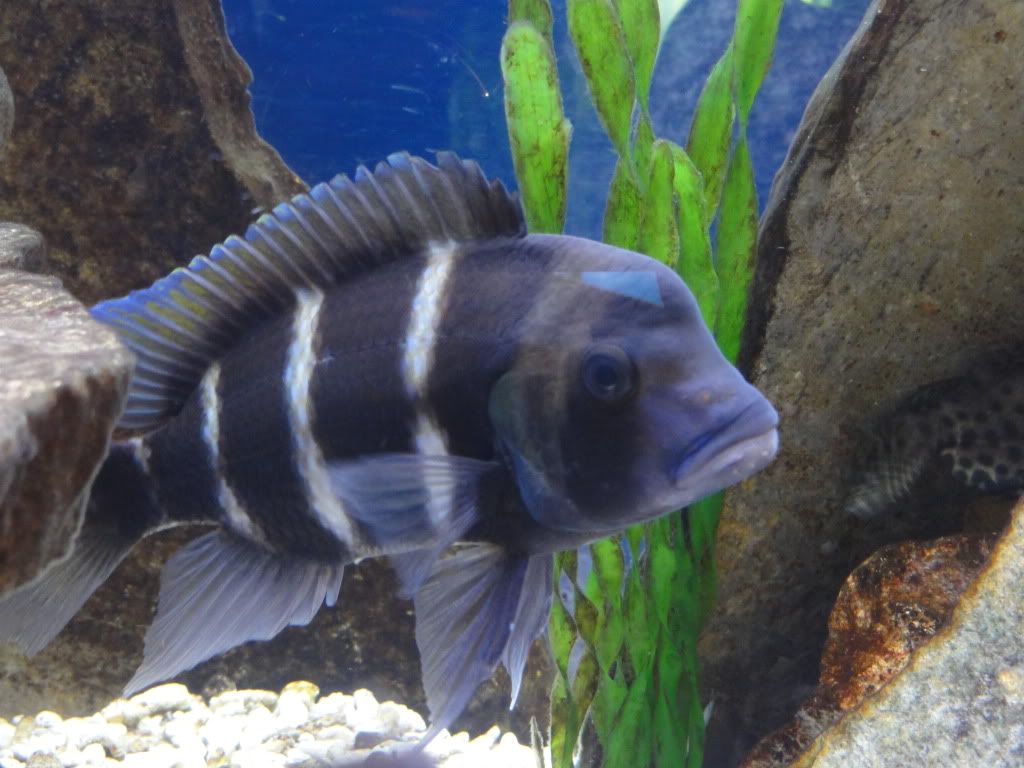 Tanganyika+cichlids+species