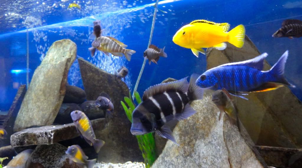 Tanganyika+cichlids+for+sale