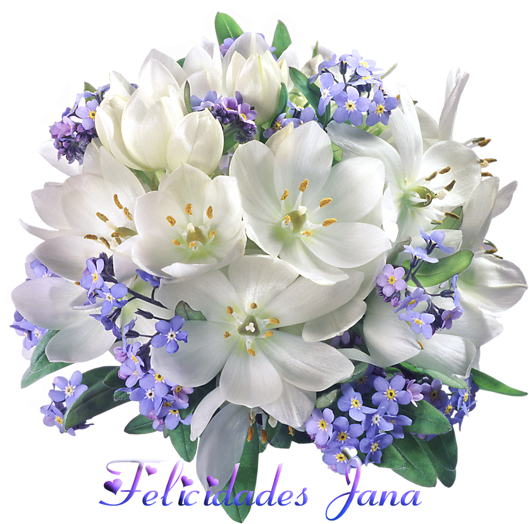  photo FloresJana_zps2d8a6cb0.png