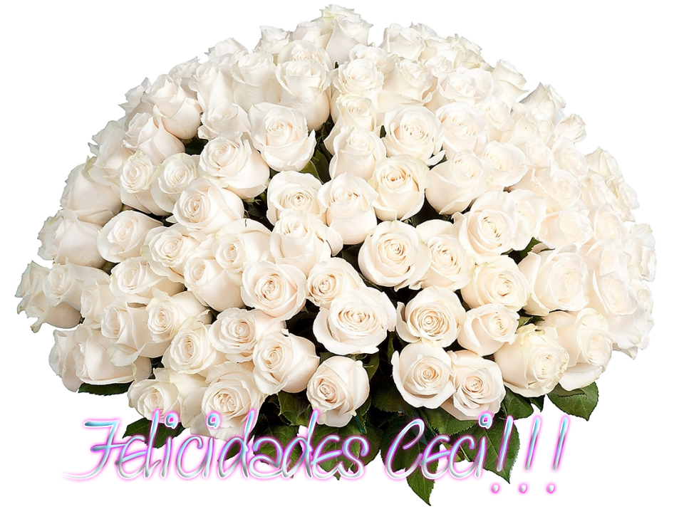 photo Rosas Ceci_zpsxqbg06tm.png