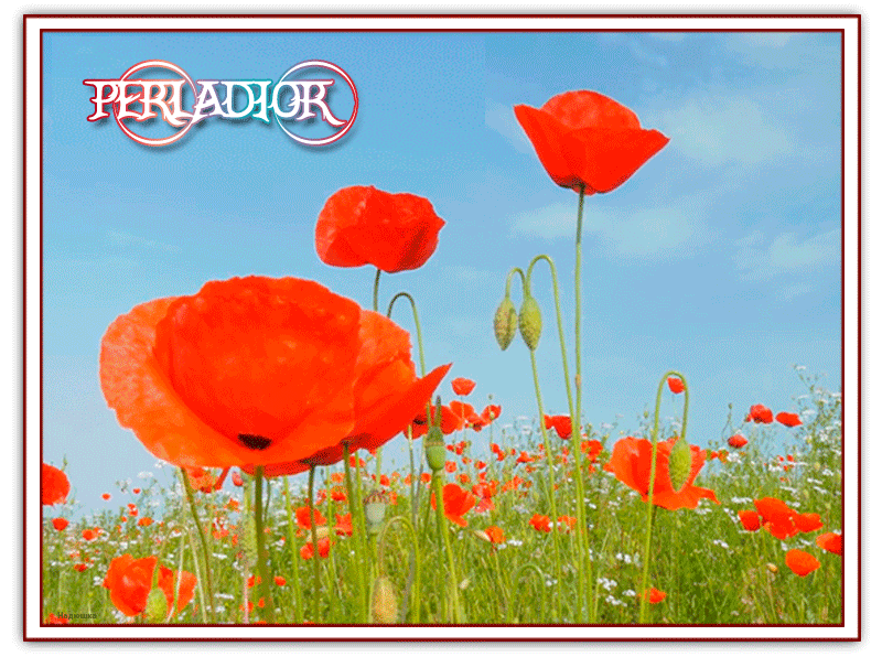  photo Perladior_zpsefuedn23.gif