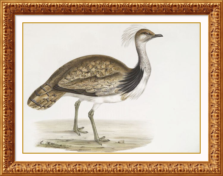 Houbara Bustard photo: HOUBARA BUSTARD 5.png