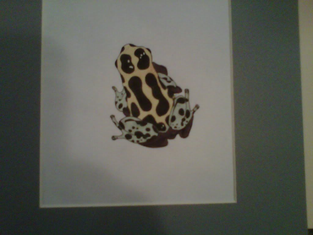 frog2.jpg