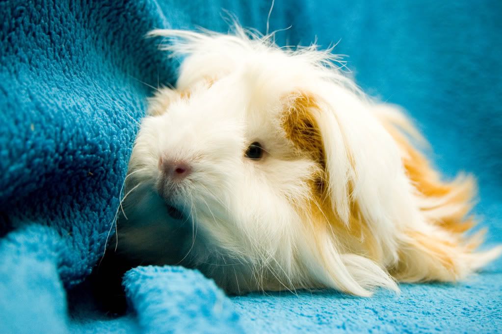 piggies001a.jpg