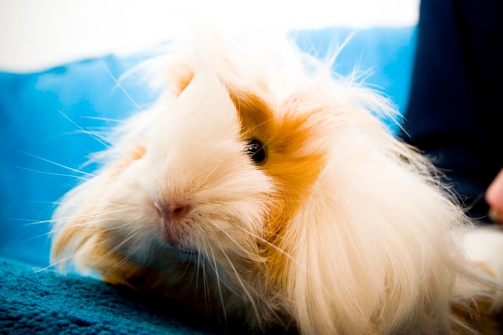 piggies0122a-1.jpg