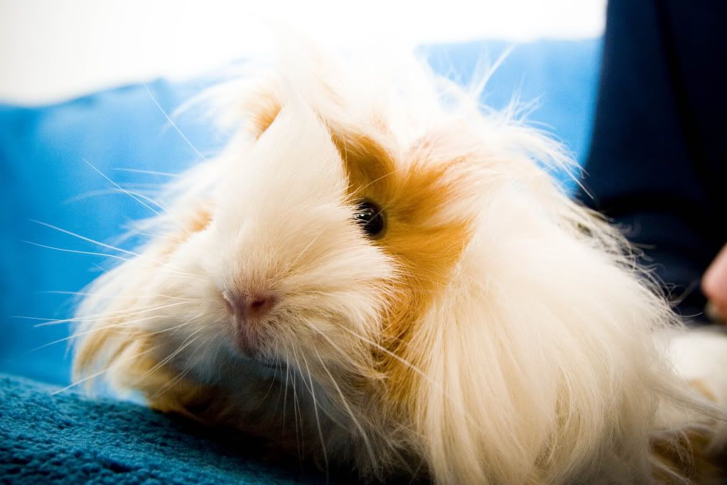 piggies0122a.jpg