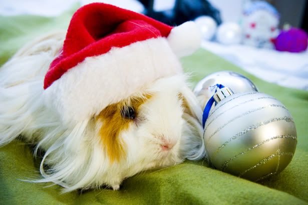 xmaspigs023.jpg