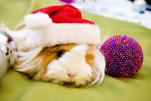 xmaspigs030.jpg